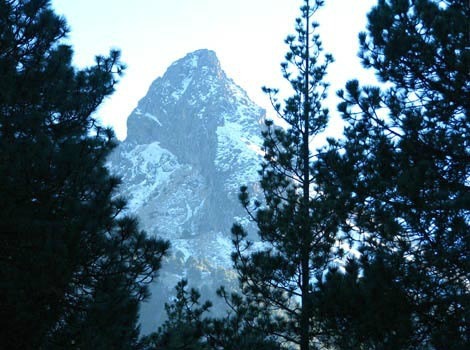 La burocracia ambiental ha frenado la publicación del Abies colimensis  “en la lista de especies en riesgo".