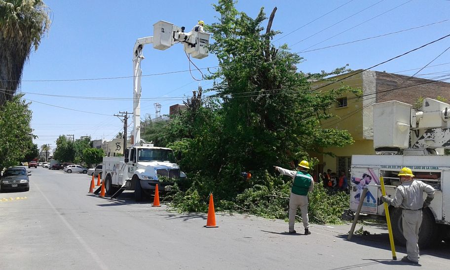 CFE hizo labores de poda de árboles por la calle Javier Mina entre la avenida Morelos y Matamoros.