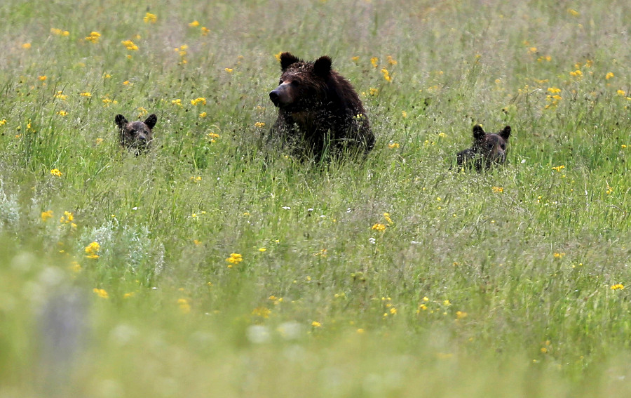 Un oso grizzly y sus dos cachorros se ven en un campo en el Parque Nacional de Yellowstone, en Wyoming.