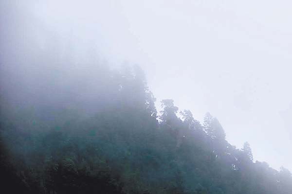 Bosques de oyamel del Nevado de Colima, en riesgo por la tala ilegal en la zona.