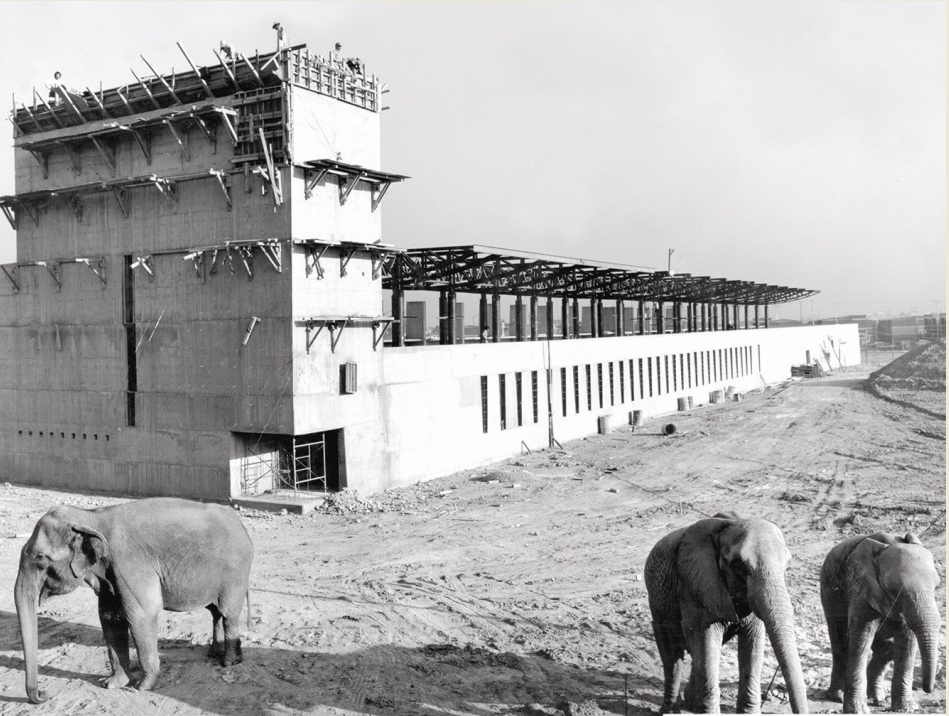 Los terrenos donde se construyó el Faro de Oriente eran tierra de nadie; los circos que se presentaban por el rumbo amarraban ahí a sus animales. 