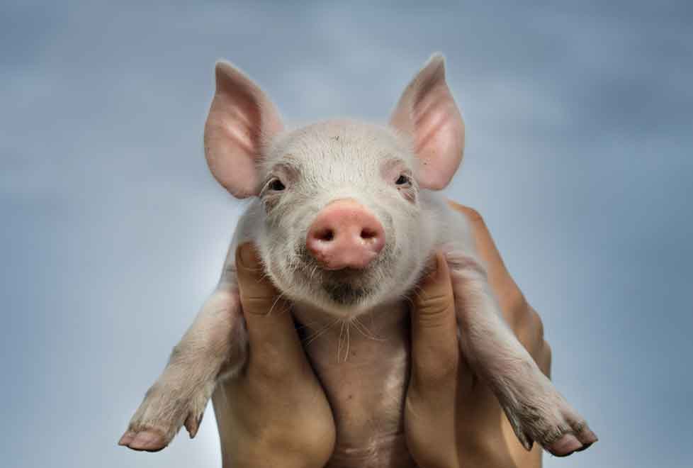 Casi 60% del mercado se genera por animales de granja y 40% por mascotas