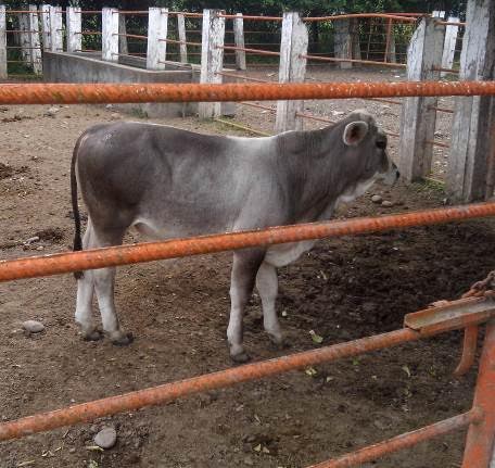 El ruido del animal alertó a los policías.