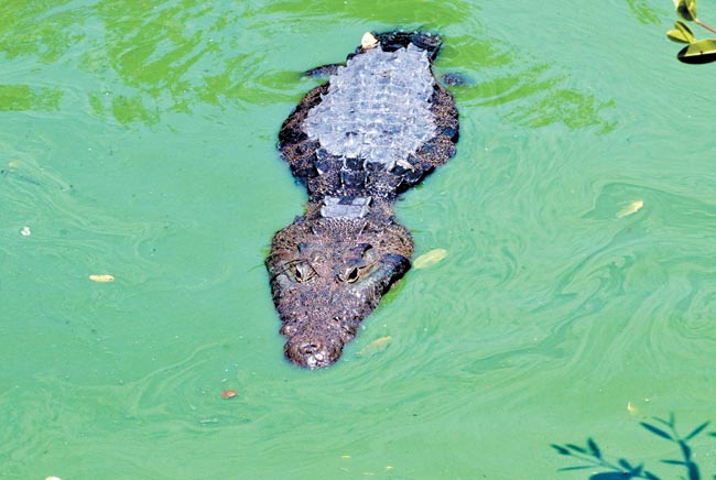 Cocodrilos tienen manchas verdes que les generan hongos.