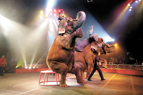 El circo se ha quedado por ahora sin animales.