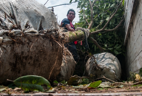 La Secretaría del Medio Ambiente del Distrito Federal aplica un programa de reforestación en la colonia Florida, por los que han sido afectados o lo s