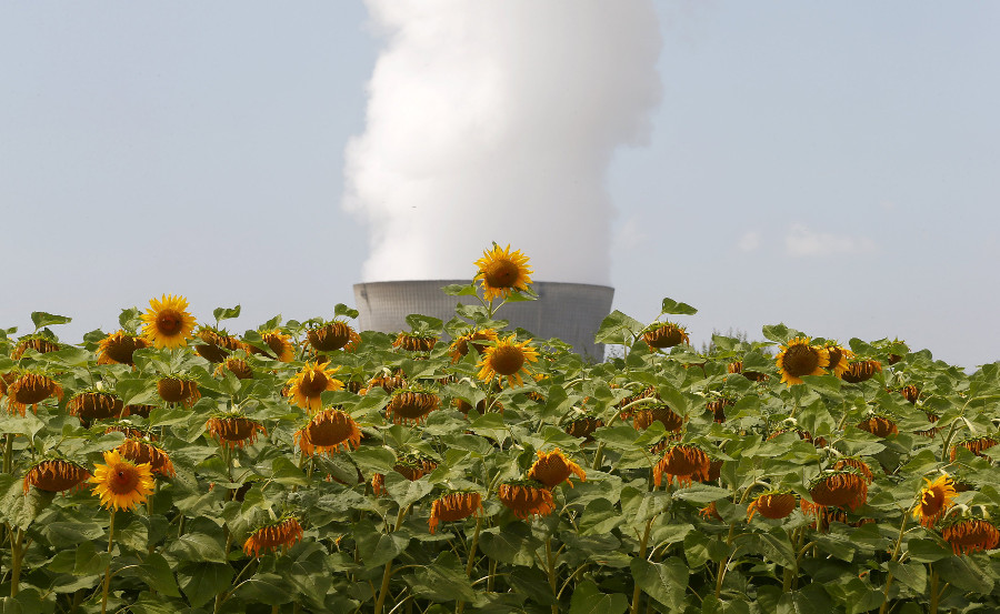 Girasoles crecen frente a la torre de una planta nuclear.