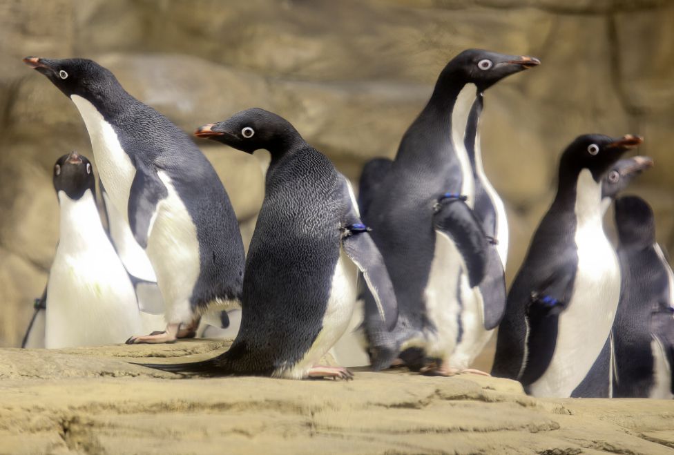 12 pingüinos reinan un espacio de la Antártida en Zoológico