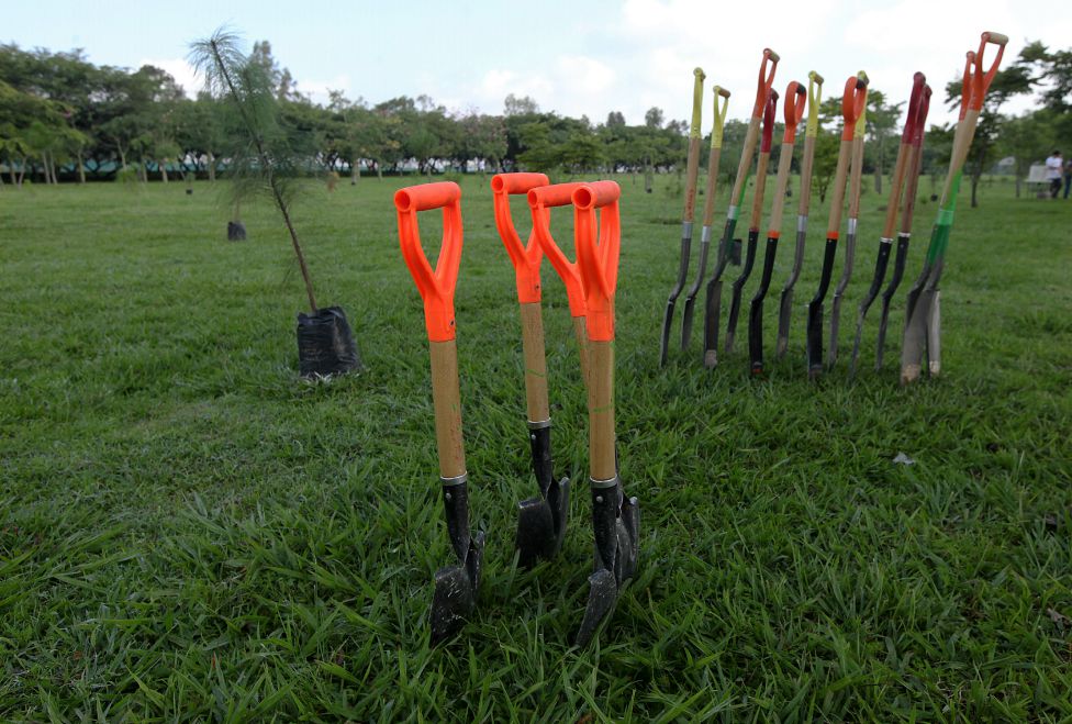 Reforestan Parque Metropolitano en familia