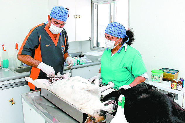 Una esterilización canina o felina en una clínica veterinaria particular ronda los 1,500 pesos. 