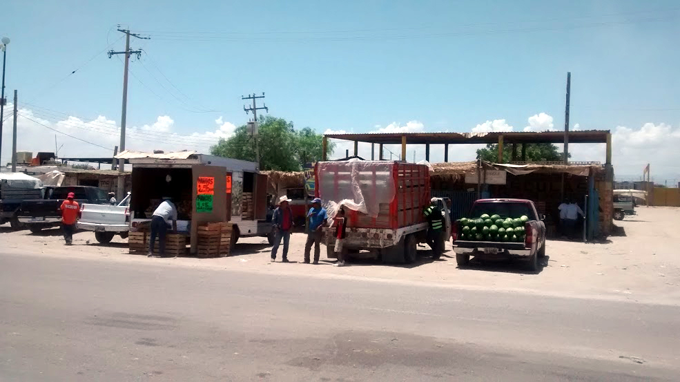 En agosto comienza la cosecha de melón tardío.