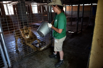 Una empleada del parque zoológico Attica, en Spata, cerca de Atenas, alimenta a un león 