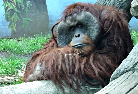 El orangután Jambi, que habitaba en el zoológico de Chapultepec, murió anoche debido a una crisis en vías respiratorias.