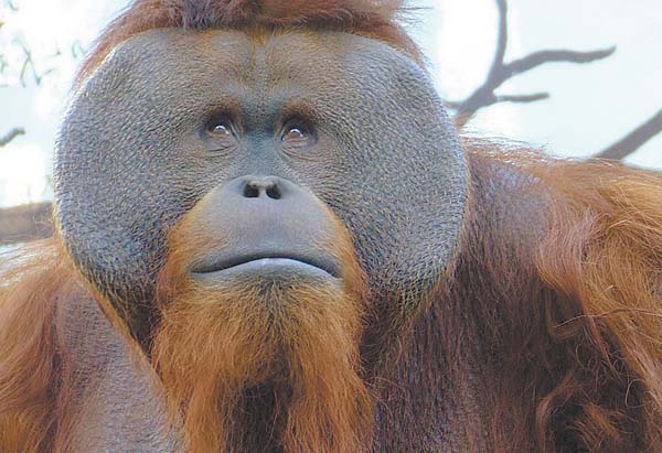 El primate nació en 1991 y desde hace días presentaba problemas de salud.