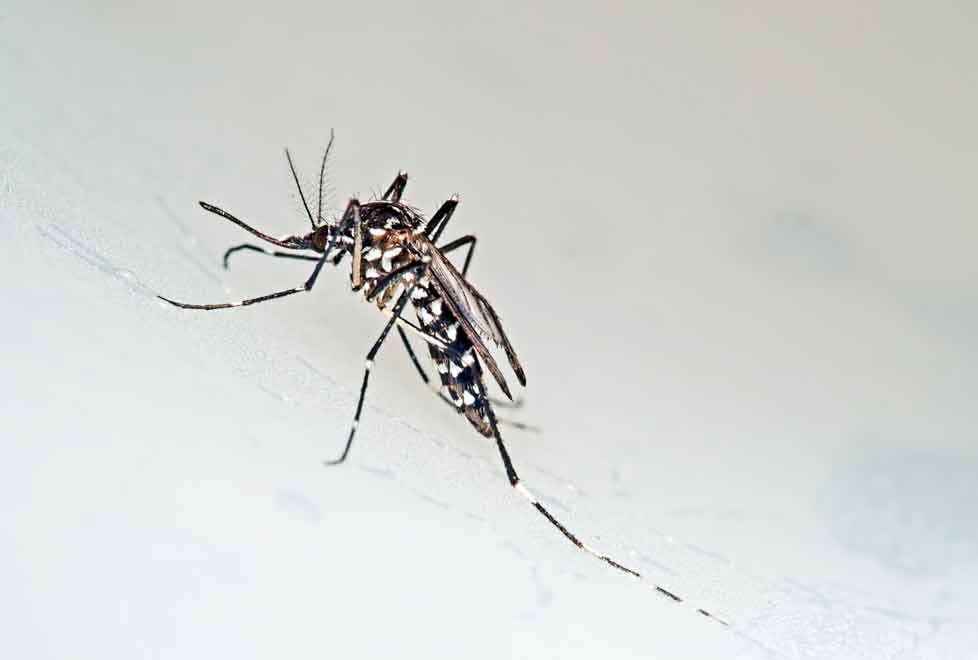 El mosquito Stegomyia Albopicta transmite Chikungunya, Dengue y fiebre amarilla.