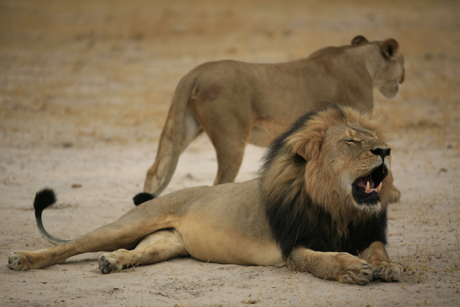 Cecil, el león que fue cazado ilegalmente por un estadunidense, en una foto de 2012.
