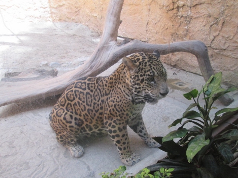 Se decomisó un tigrillo, al Zoológico “Zoochilpan”, en el municipio de Chilpancingo de los Bravo por no tener documentos que avalen su legal estancia.