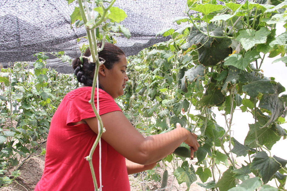 Goyitia y Seferina, desde hace tiempo atienden el Centro Herbolario en el ejido Trinidad.