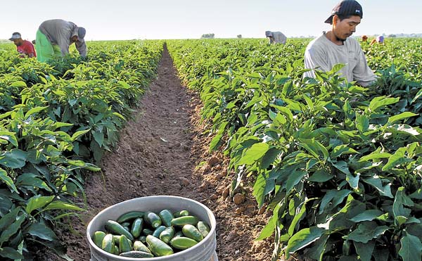 México es el principal consumidor del mundo y tercero en exportación. 