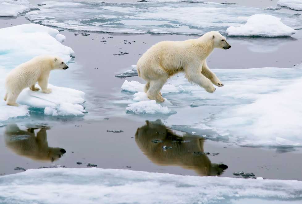 Si el calentamiento del Ártico no se detiene, los osos polares podrían perder hielo marino y no sobrevivir, ya que lo utilizan para alimentarse, procr