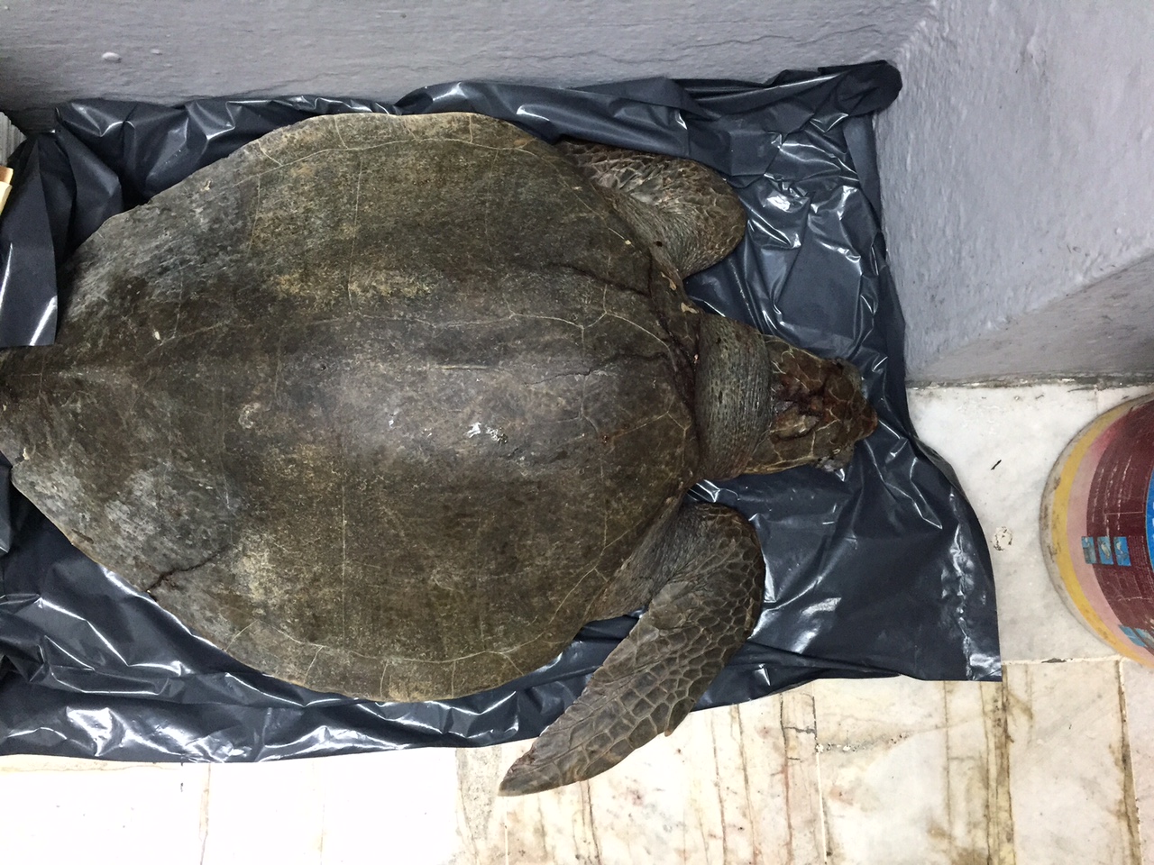 La tortuga marina es una especie en peligro de extinción, en Jalisco. 
