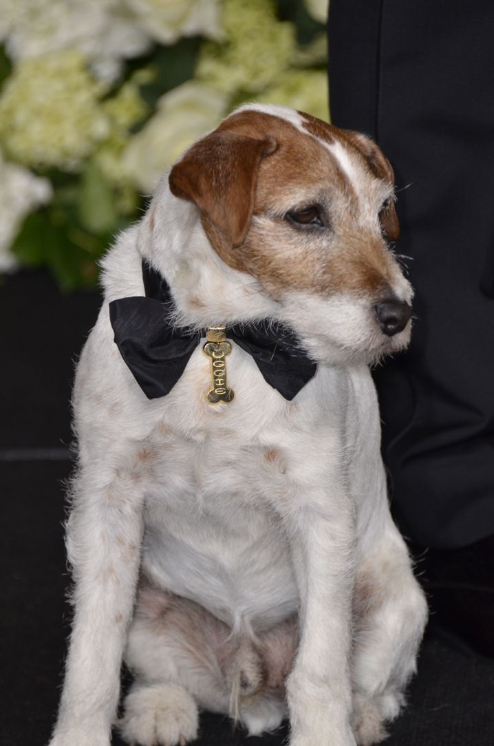Uggie también participó en 'Water for Elephants'. 