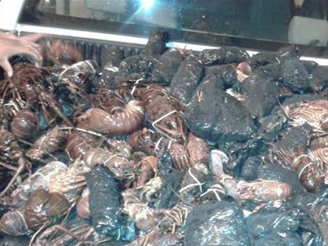 Aseguran mil 700 piezas de langosta de distintos tamaños, 260 piezas de abulón que arrojaron un peso aproximado de 30 kilogramos, una tortuga marina y