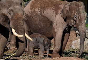 Una elefanta asiática de cuatro días, Nandita, (c), su madre Thi Hi Way (d) y su padre Aung Bo, (i) en el Chester Zoo de Chester, Inglaterra 