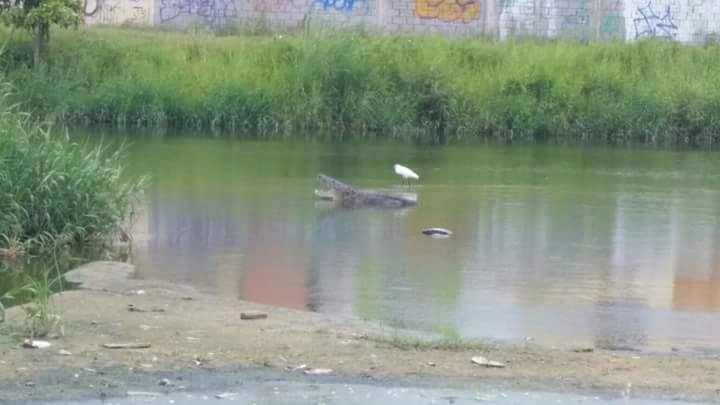 Captan a cocodrilo en colonia de Ciudad Madero.