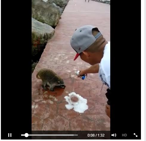 Los mapaches son alimentados por los visitantes.