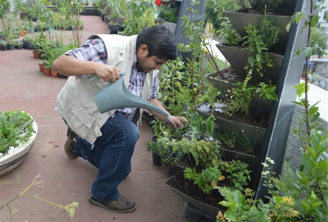 Capitalinos pueden aprender a crear un huerto urbano en una terraza, jardín o azotea, para cosechar hortalizas como lechuga, brócoli, acelga, espinaca