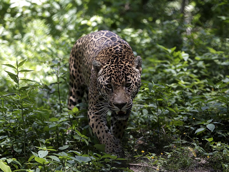 La Pecas ha provocado que ganaderos ya no maten felinos con la misma soltura.