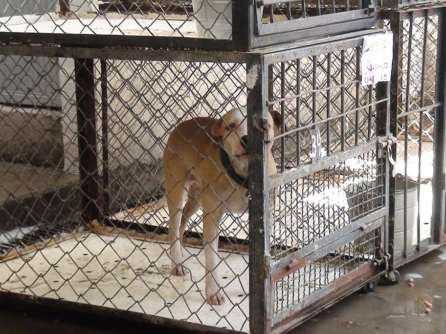Son frecuentes los abusos contra los perros, lo que los vuelve agresivos.