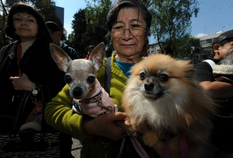 En la planificación en casos de emergencia por sismo se debe considerar también el traslado de mascotas.