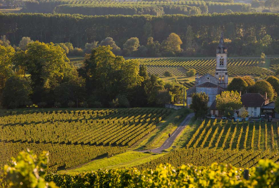 Viñedos en Burdeos 