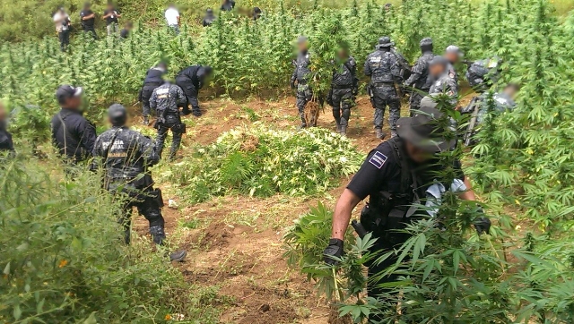 Elementos de la Policía Federal y de la Procuraduría General de la República (PGR) localizaron en Sonora cinco terrenos sembrados con aproximadamente 