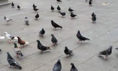 Palomas en plaza de armas.