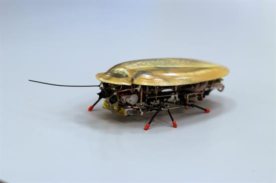 El robot en forma de cucaracha está pensado para rescatar gente de entre los escombros. 