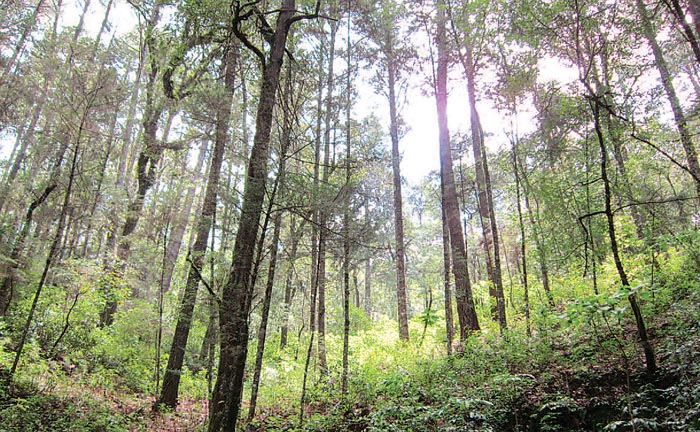La Sierra de Manantlán, una de las áreas naturales protegidas que se encuentran amenazadas.