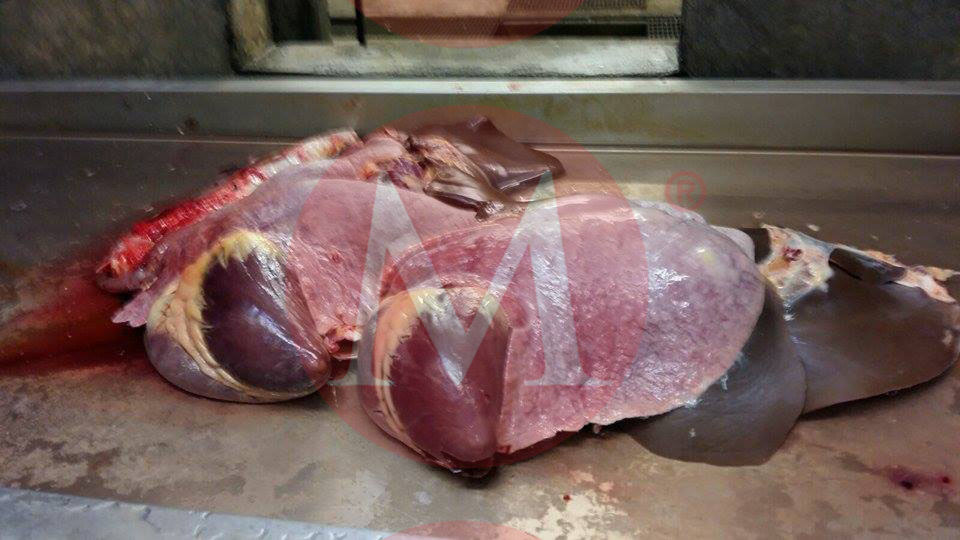 Cocinarán seis guisos con carne de caballo