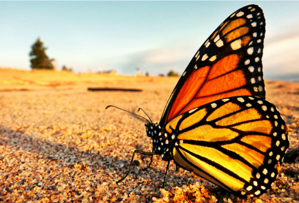La mariposa llega a los bosques de México entre octubre y noviembre.