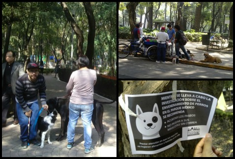 En cinco días se ha reportado el fallecimiento de 18 mascotas, principalmente perros, por envenenamiento en los parques México y España.
