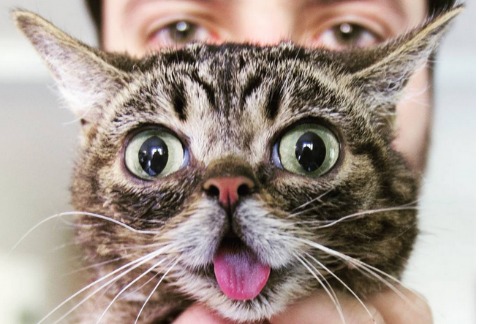 Ya puedes pre ordenar el disco de Lil Bub. 