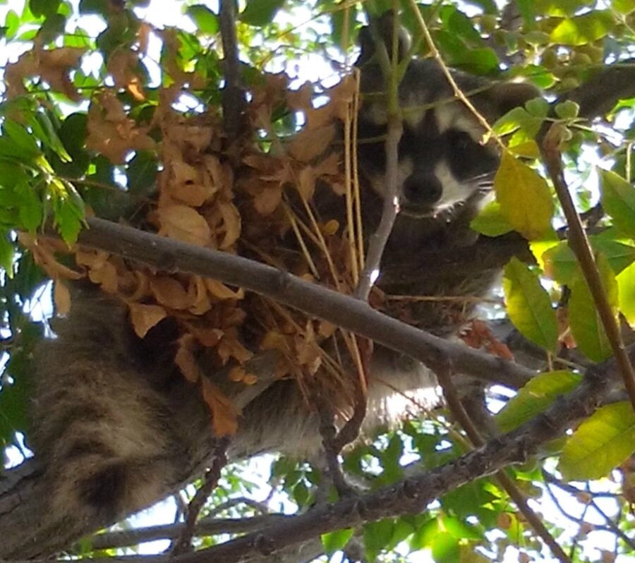 Curiosidad y asombro causó un mapache que fue descubierto en un domicilio de la colonia José López Portillo.