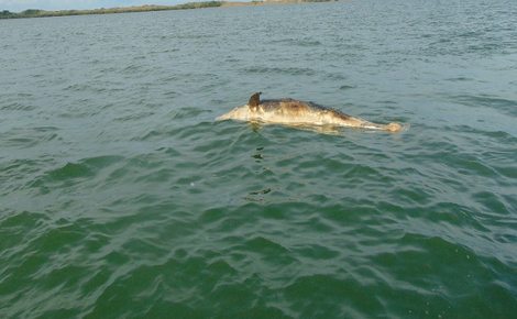 21 delfines aparecieron muertos.