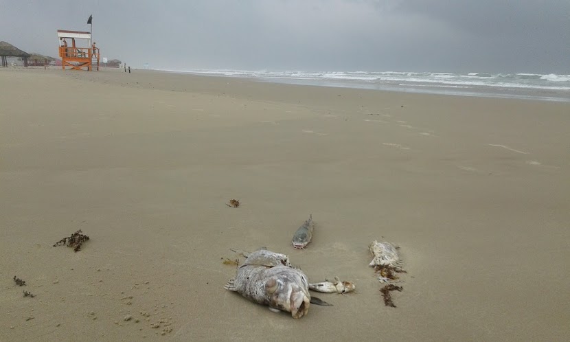 Playa Miramar y los efectos de la marea roja.