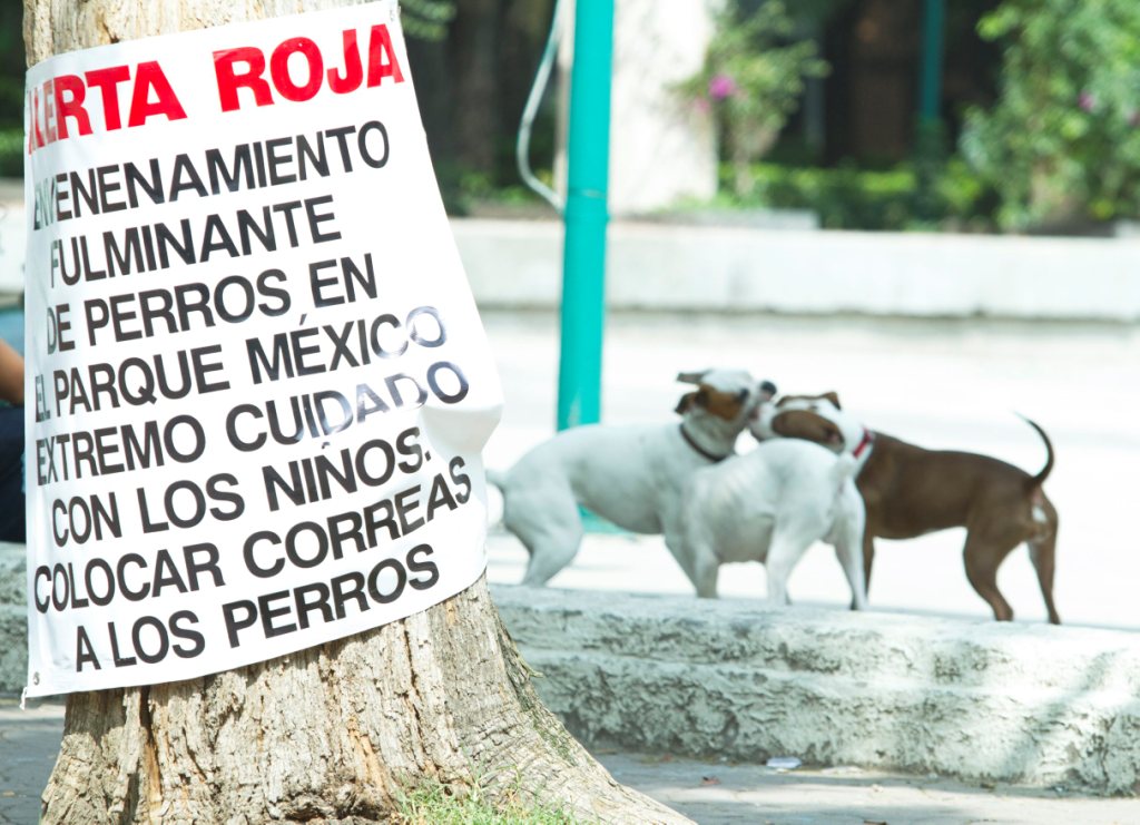 Los dueños de algunos perros en la Condesa reportaron que sus mascotas han sido robadas y retenidas hasta que les entregan un pago a los captores.