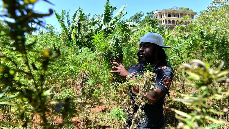 Un guardia jamaiquino, en una plantación de mariguana en la isla