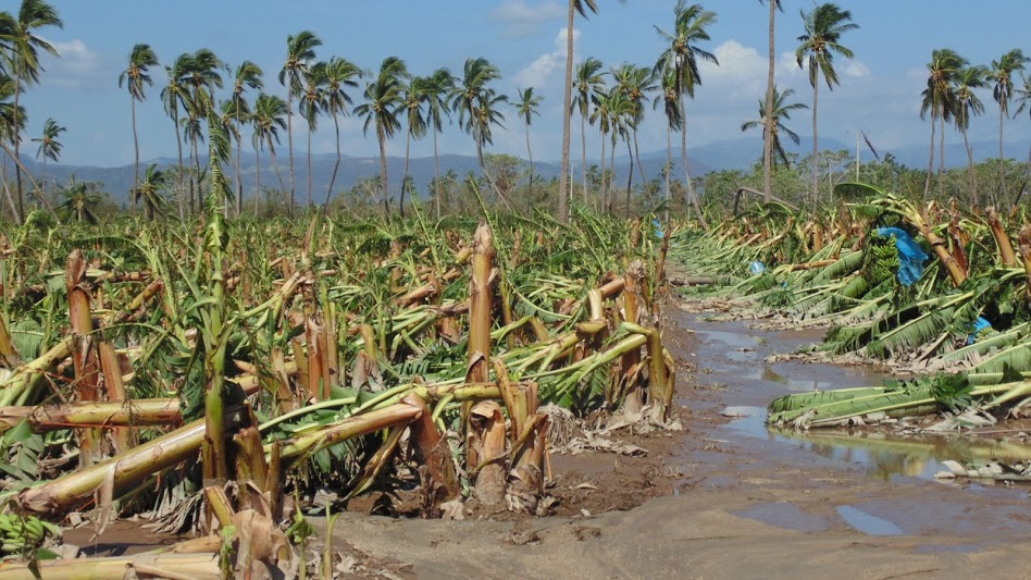 Mas de 2100 hectáreas de plantaciones bananeras están afectadas por el desbordamiento del río Marabasco y otros efectos del huracán Patricia
