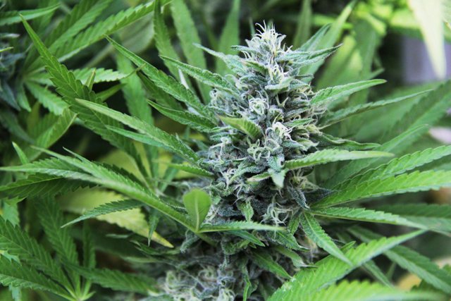 Planta de mariguana.